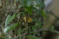 Pseudopanthera macularia