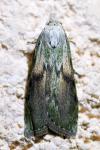 Aphomia sociella