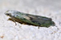 Aphomia sociella