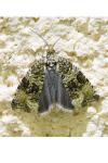 Celypha lacunana