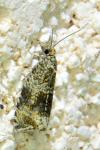 Celypha lacunana