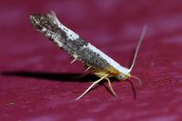 Argyresthia spinosella