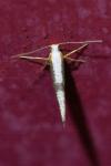 Argyresthia spinosella