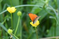 Lycaena dispar