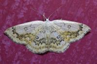 Cyclophora annularia