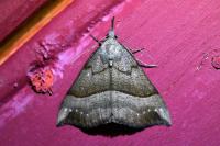 Hypena proboscidalis