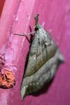 Hypena proboscidalis
