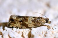 Celypha cespitana