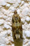 Celypha cespitana