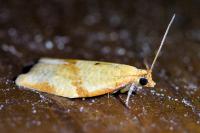 Clepsis consimilana