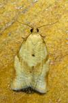 Clepsis consimilana