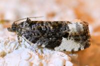 Hedya pruniana