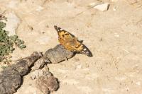 Vanessa cardui
