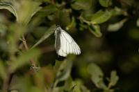 Aporia crataegi