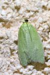 Tortrix viridana