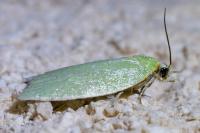 Tortrix viridana