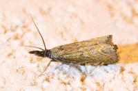 Platytes cerussella