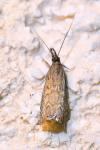 Platytes cerussella