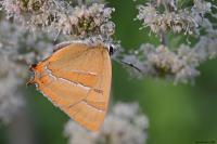 Thecla betulae