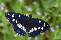 Limenitis reducta