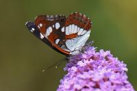 Limenitis reducta