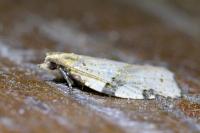 Clepsis spectrana