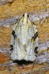 Clepsis spectrana