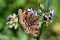 Euclidia glyphica