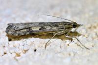 Nomophila noctuella