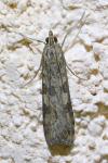 Nomophila noctuella