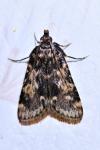 Aglossa caprealis