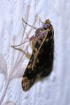 Aglossa caprealis