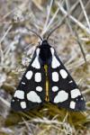 Arctia villica