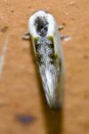 Cilix glaucata