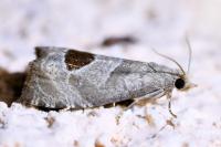 Notocelia uddmanniana
