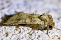 Conisania luteago
