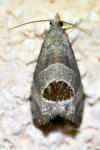 Notocelia uddmanniana