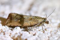 Celypha striana