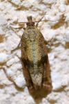 Celypha striana