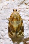 Archips xylosteana