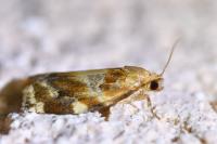 Archips xylosteana