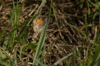 Coenonympha pamphilus