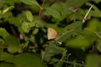 Maniola jurtina