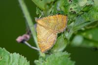 Camptogramma bilineata
