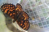 Melitaea athalia