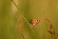 Coenonympha pamphilus