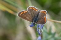 Aricia agestis