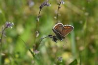Aricia agestis