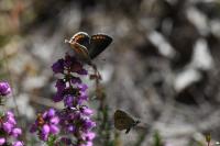 Aricia agestis
