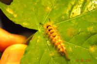 Orgyia antiqua